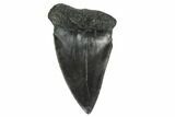 Fossil Broad-Toothed Mako Tooth - South Carolina #172063-1